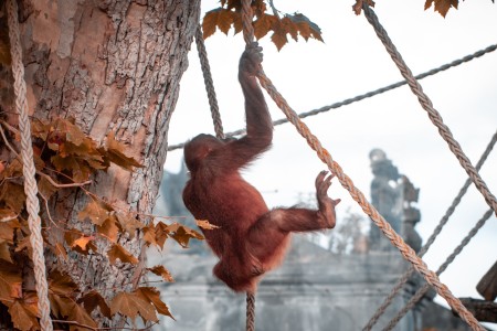 Orang-outan, Pairi Daiza 2022