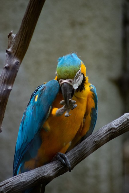 Ara bleu, Parc d'Isle Saint-Quentin