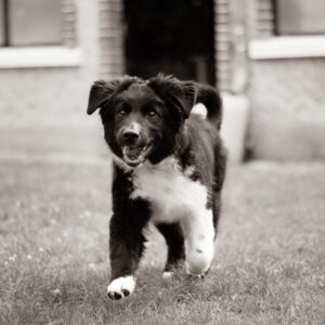 photographe animalier, chien, chiot