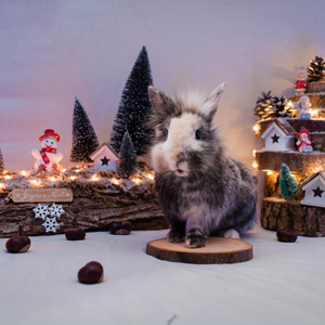 Shooting animalier lapin