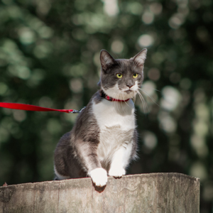 shooting animalier chat, photographe Loiret