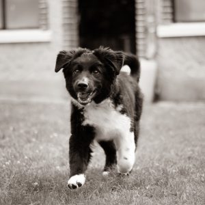 photographe animalier, chien, chiot